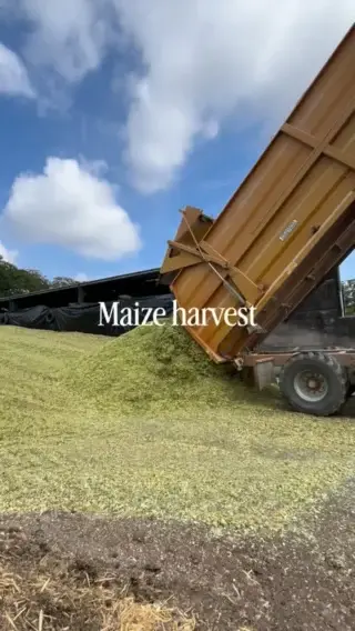 🌽