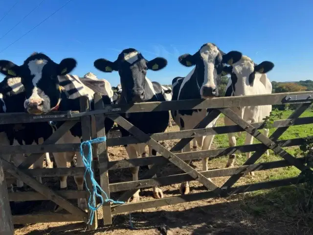 The way that the  blue sky just makes that  baling twine colour pop 🤌🏻
Most secure gate on the farm, that. 😂