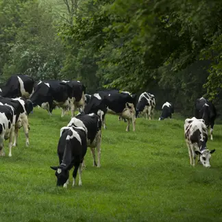 Summer Cows