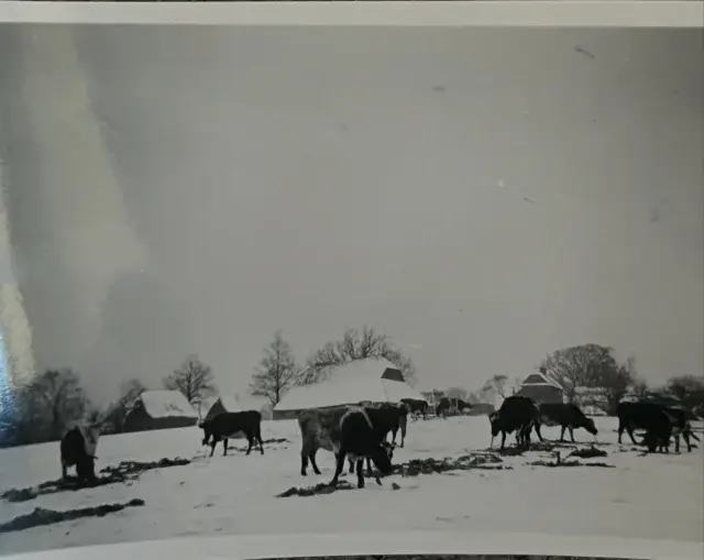 #throwbackthursday to 1950s when winters were wintery ❄️ snow on the ground, feeding the dairy shorthorns hay outside because there were no comfy straw yards like we have today. This photo is taken from the South of the farm looking North, in the background you can see our farmhouse to the right and the Sussex barn in the middle.