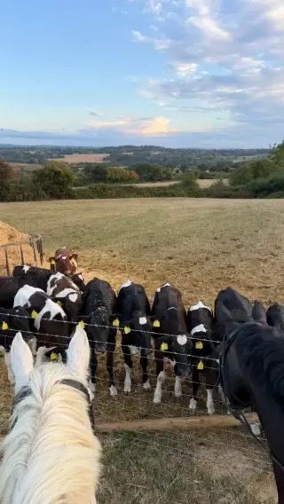 🤠🐴🐄Yellowstone vibes but rural England 🏴󠁧󠁢󠁥󠁮󠁧󠁿