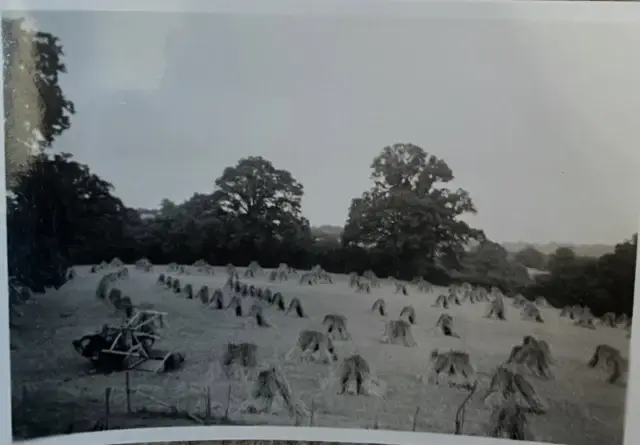 A throwback Thursday to  1950. Wheat was cut with a binder and put into these sheaves to dry. 

Wheat sheaves 

Threshing 

Stacking 

Thatching