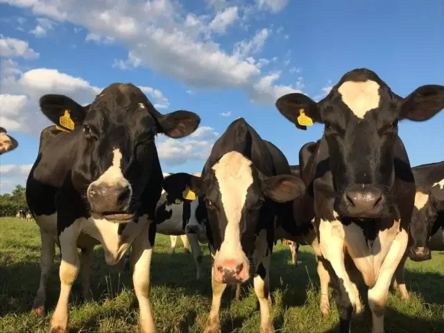 So what’s the difference between your milk and supermarket milk? 👇
Part 2

Our milk is fully traceable and has low food miles. It goes from us straight to you. 

Our milk is from our cows and only our cows, pasteurised and bottled on our farm dairy and delivered by our vans directly to you. 

Whereas, supermarket milk comes from a range of farms across the country, (albeit produced to the same standards as us) travels to the dairy to be processed then travels to the supermarket depots for further distribution to the supermarket shelves. 

Our cows…our milk…our farm dairy…our vans 
From us straight to you.